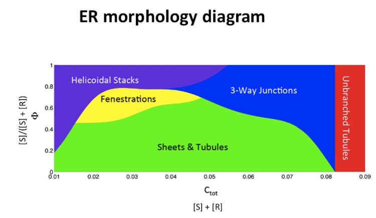 ER morphology diagram