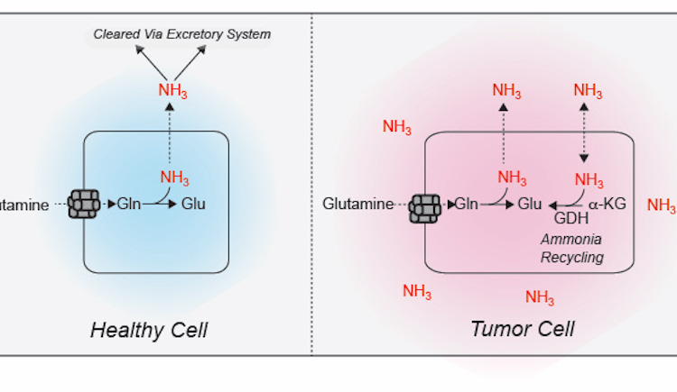 Healthy cell and tumor cell diagram