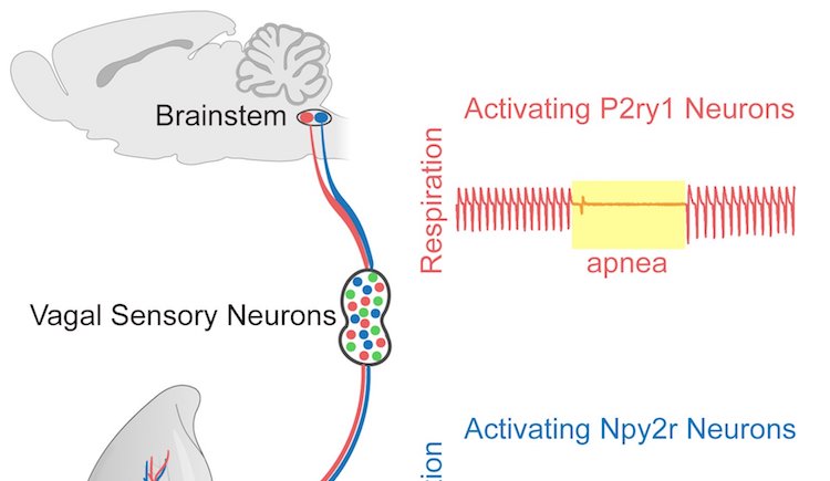Graphic of Vagal Sensory Neurons and Activating P2ry1 Neurons