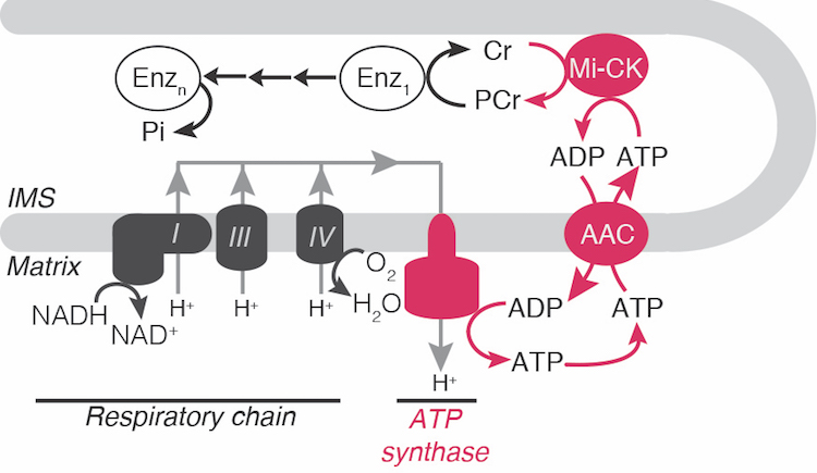 Graphic showing respiratory chain and ATP synthase