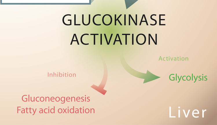 Graphic of process of Glucokinase activiation