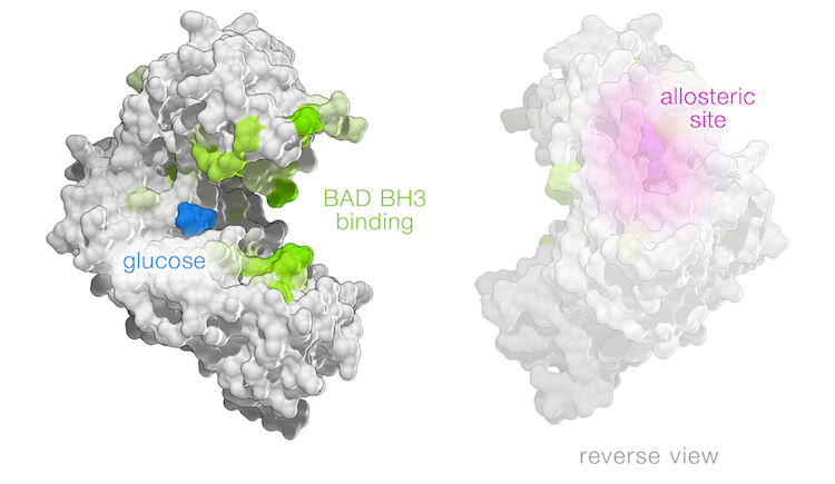 Graphic of glucose, BAD BH3 binding, and allosteric site