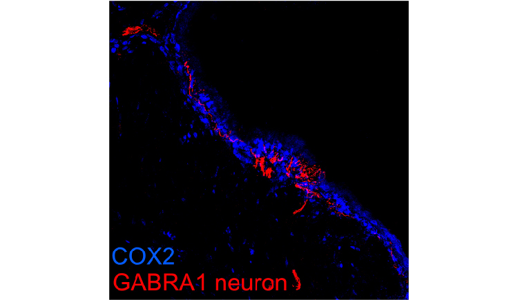 An image of petrosal GABRA1 neurons innervating prostaglandin producing cells in nasopharynx.