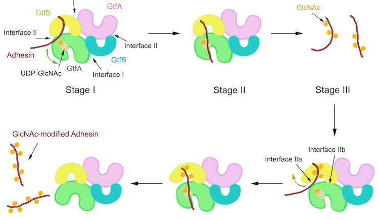 Diagram of different stages of cells