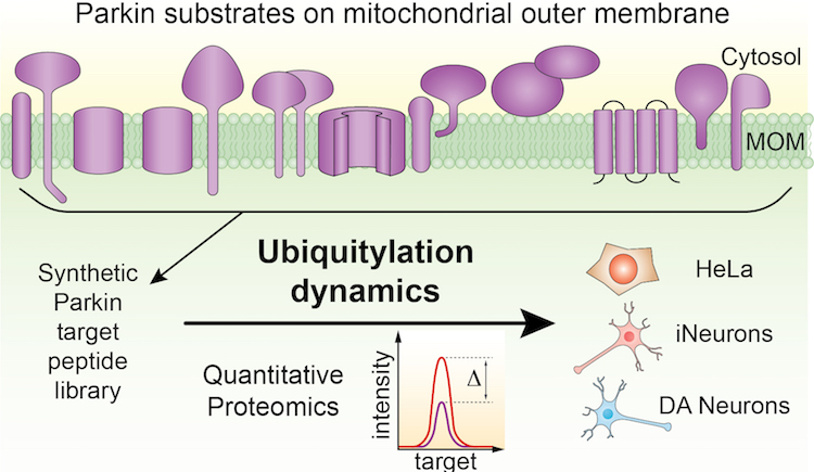Graphic of Parkin substrates on mitochondrial outer membrane