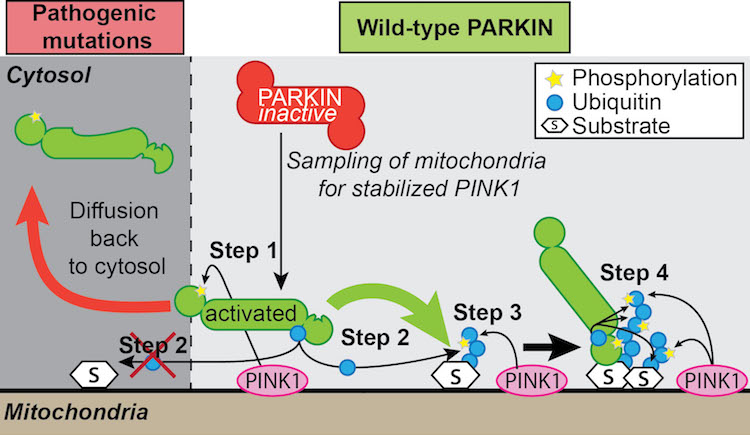 Graphic of Pathogenic mutations and Wild-type Parkin