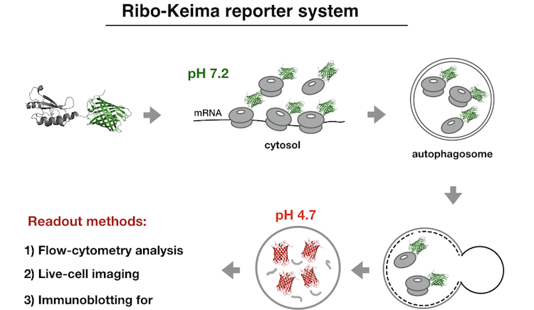 Ribo-Keima reporter system