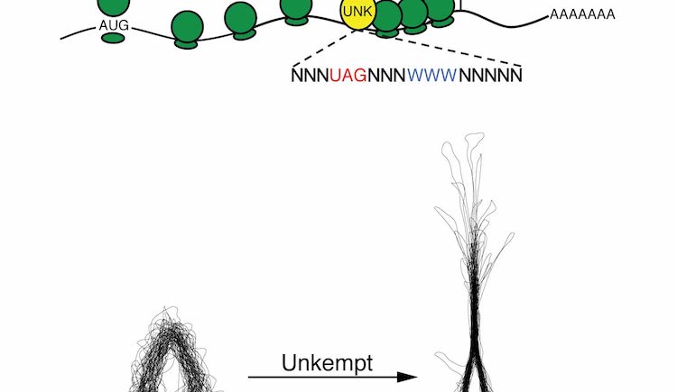 Diagram of Neurons