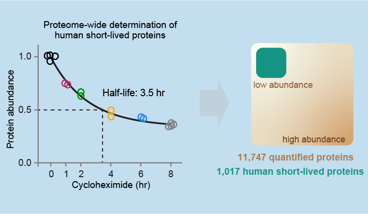Graph showing the half life of short live proteins 