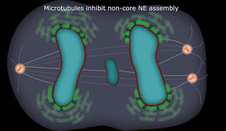 Microtubules inhibit non-core NE assembly