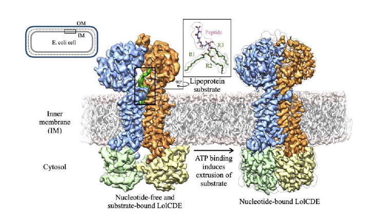 Cryo-EM image of LolCDE at ATP-binding site