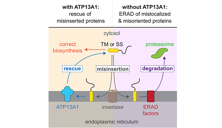 Diagram of how mistargeted or misoriented transmembrane proteins are cleared from the endoplasmic reticulum.