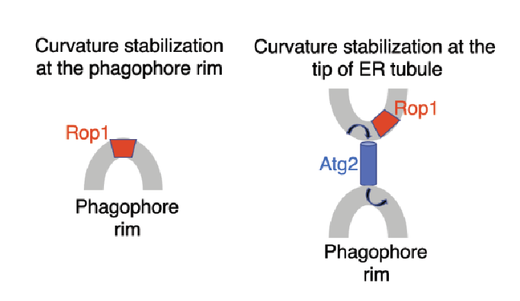 Two possible models for the function of Rop1 in autophagosome formation.