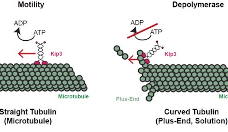 Graphic of Motility of Straight Tubulin and Depolymerase of Curved Tubulin