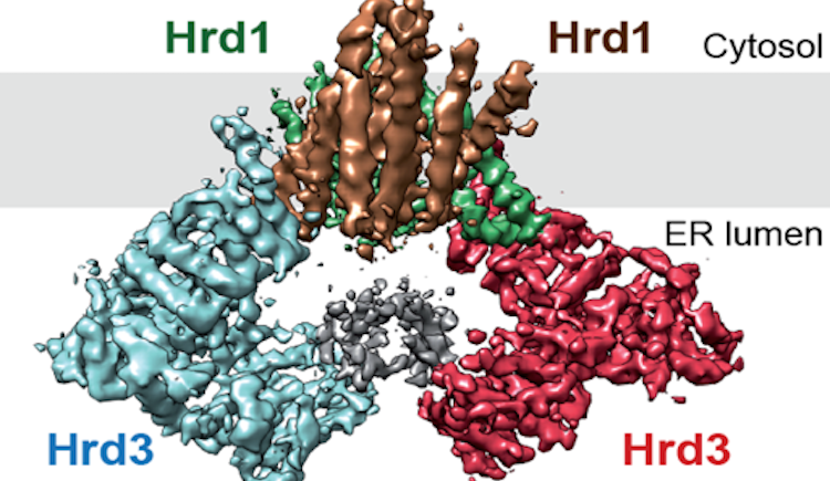 Graphic of Hrd1 and Hrd3