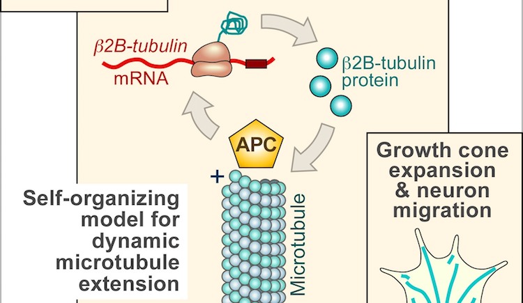 Graphic of microtubule regulation
