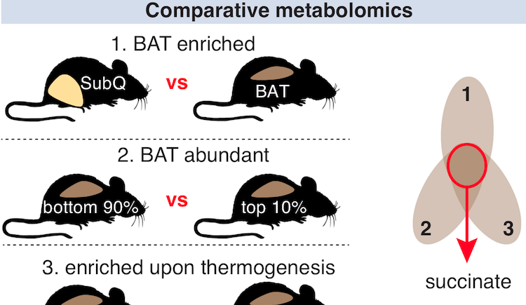 Diagram of comparative metabolomics