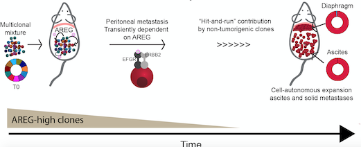 Brugge lab identifies a “Hit-and-Run” commensal clonal interaction model leading to metastasis