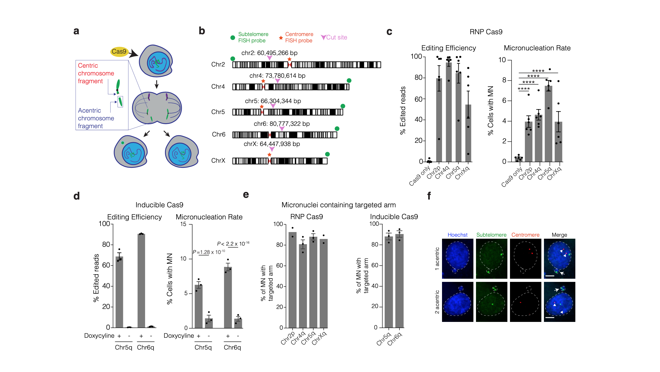 Infographic of Chromothripsis as an on-target consequence of CRISPR-Cas9 genome editing