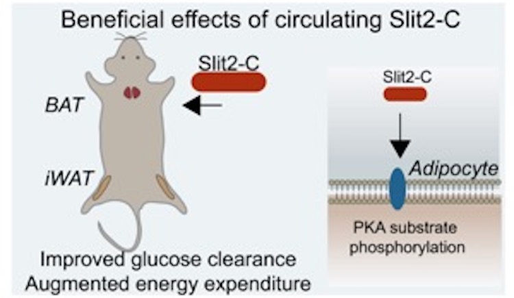 Diagram of Beneficial effects of circulating Slit2-C
