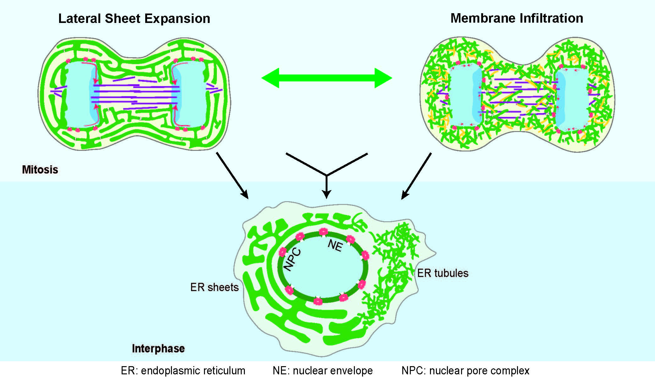 This image shows two distinct mechanisms for assembling the nuclear envelope (NE) during cell division in human cells – like having two different paths to the top of a mountain. 