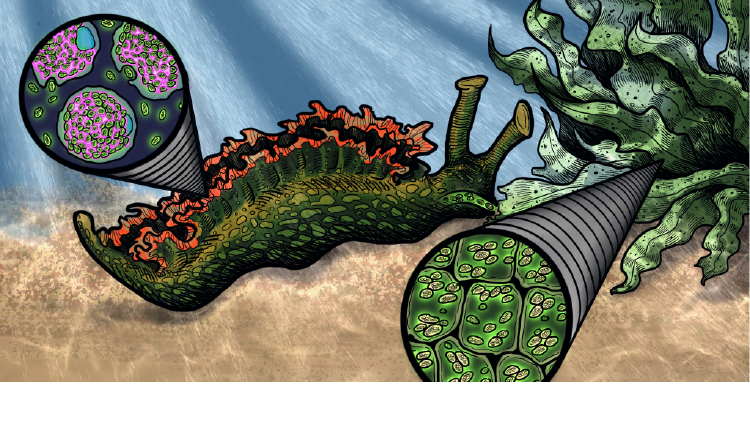 Seaslug with enlarged keptosome image