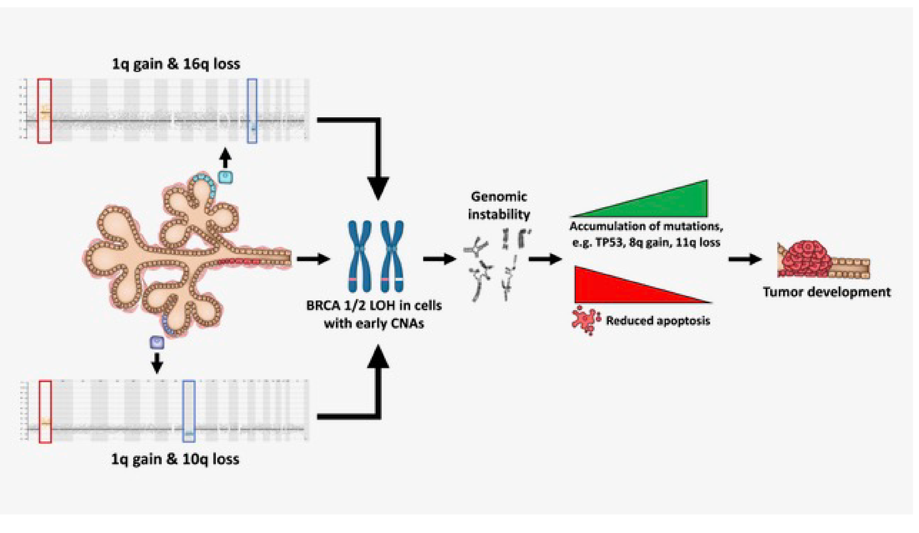 Proposed model for role of CNA cells during tumorigenesis