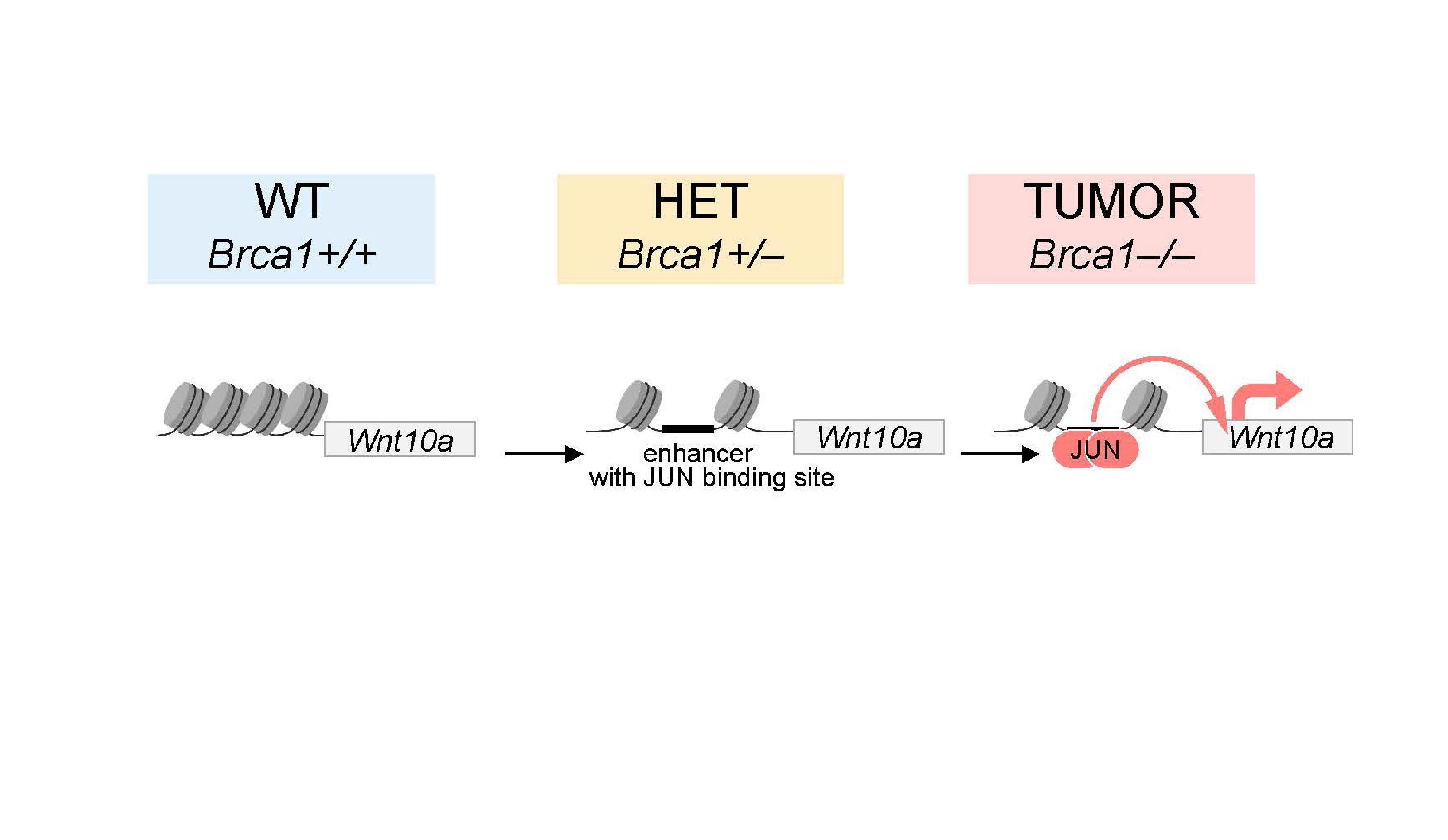 New mechanistic model for BRCA1 hereditary breast cancer