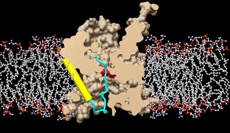 Crystal structure of active protein translocation channel