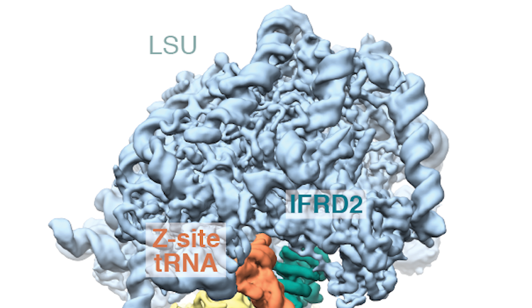 Interactions on ribosomes