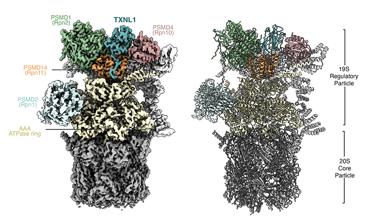 Cryo-EM map (left) and atomic model (right) of TXNL1 on the proteasome