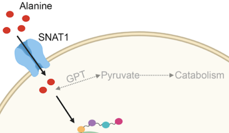 Graphical abstract