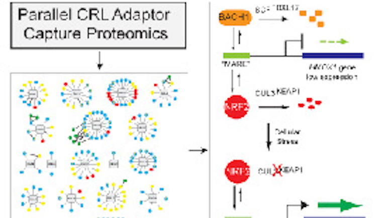 Parallel CRL adaptor Capture Proteomics graphic