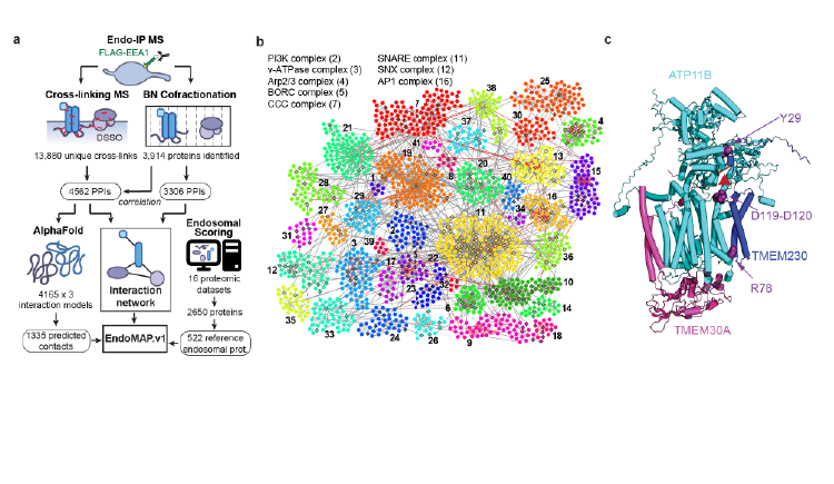 Protein-interaction landscape of human endosomes and 3D structural model of a new protein complex