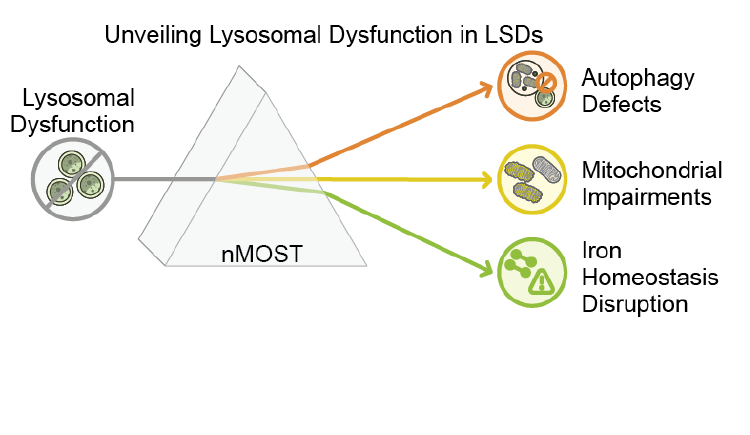 A schematic showing lysosomal dysfunction leading to three outcomes via nMOST: autophagy defects, mitochondrial impairments, and iron homeostasis disruption.