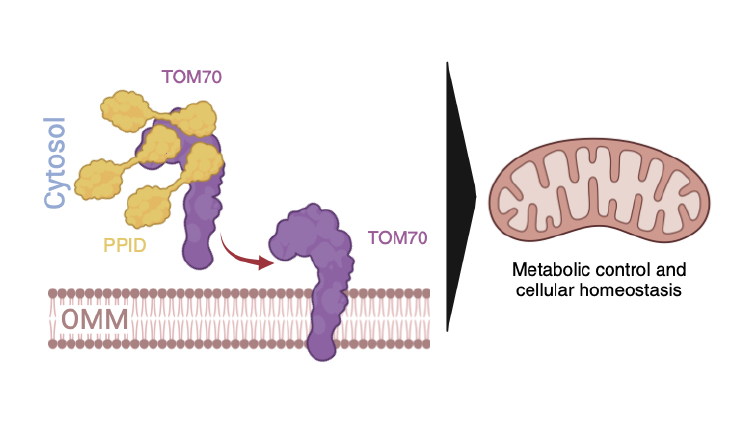 Insertion of the TOM70 receptor into the outer mitochondrial membrane (OMM) by the cytosolic chaperone PPID controls mitochondrial function and sustains cellular bioenergetics and cellular homeostasis under conditions of dietary lipid overloads. 