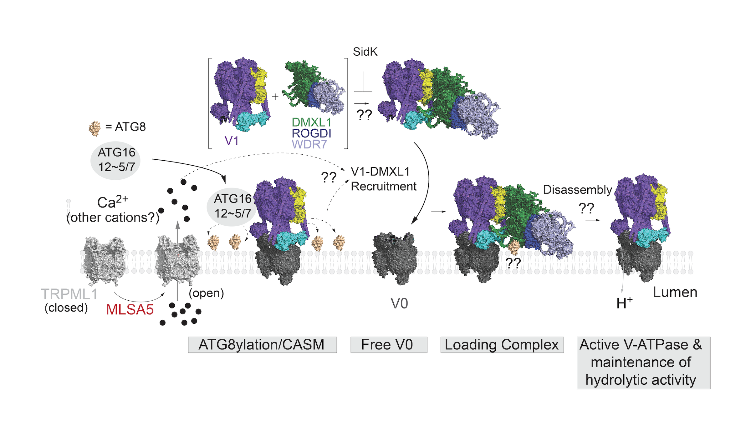 TRPML1 activation induces lysosomal cation efflux, leading to pH perturbation and CASM.