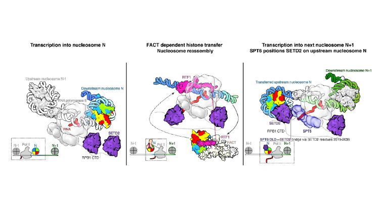 During transcription by RNA Polymerase II, FACT and RTF1 facilitate histone transfer and nucleosome reassembly, while SPT6 alleviates SETD2 auto-inhibition, enabling SETD2 to deposit H3K36me3 on the upstream, reassembled nucleosome.