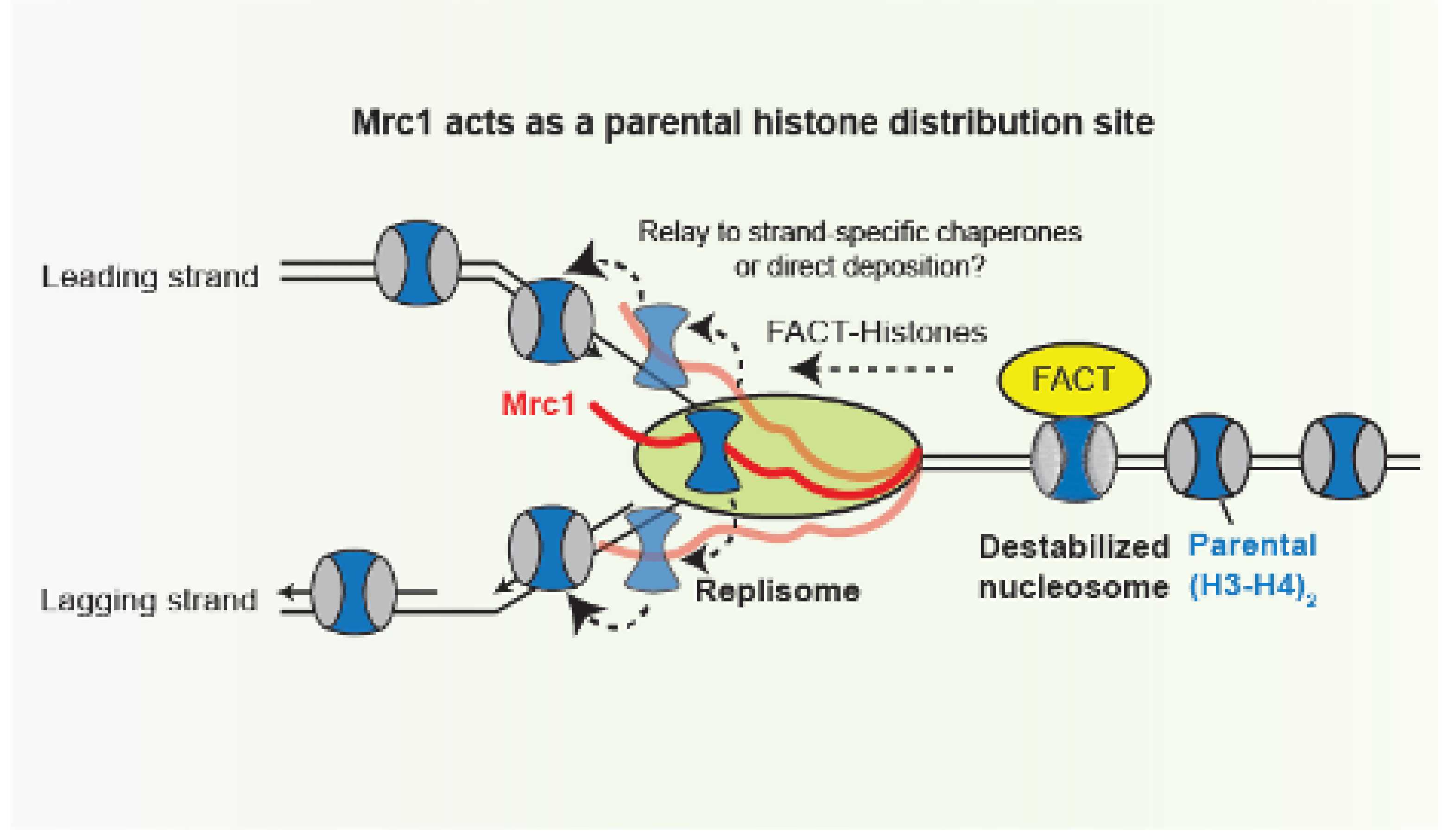 Mrc1 acts as a parental histone distribution site