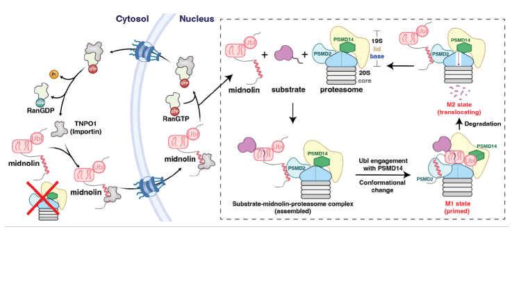 Model for how the midnolin-proteasome pathway degrades nuclear proteins independently of ubiquitination