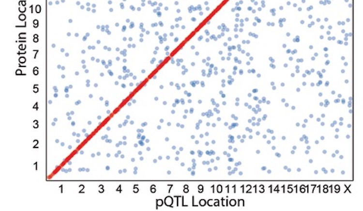 Graph of Protein Location and pQTL Location