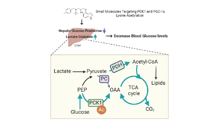 anti-diabetic small molecules targeting selective protein lysine acetylation