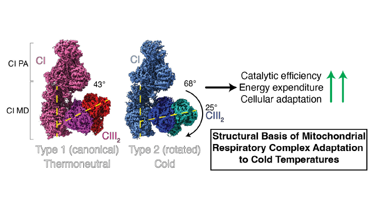 Structural Basis of Mitochondrial Respiratory Complex Adaptation to Cold Temperatures