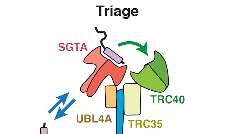 Graphic of Triage