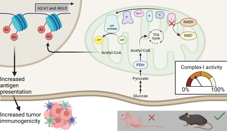 Graphical abstract displaying how altered mitochondrial complex I activity leads to tumor immunogenicity