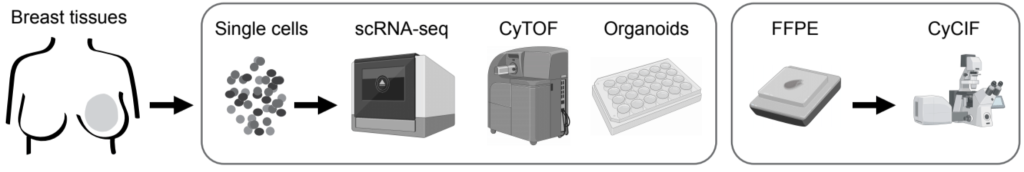 Image of the summary of the single-cell technologies to establish a human breast cell atlas. 