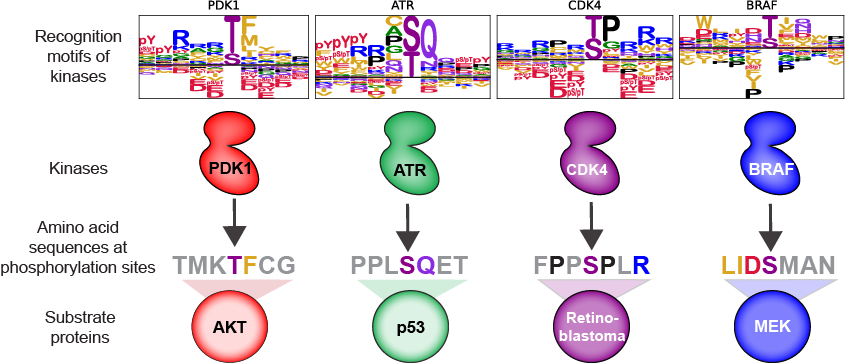 Diagram of the rules of kinase substrate selection.