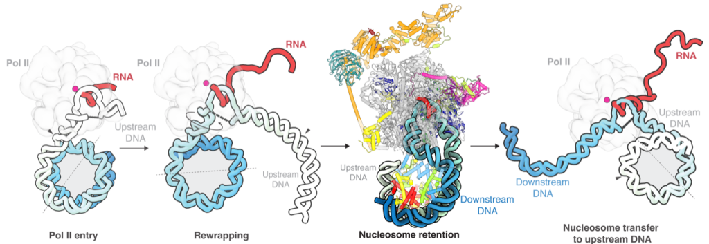 Schematic of transcription through chromatin reveals mechanisms of nucleosome retention