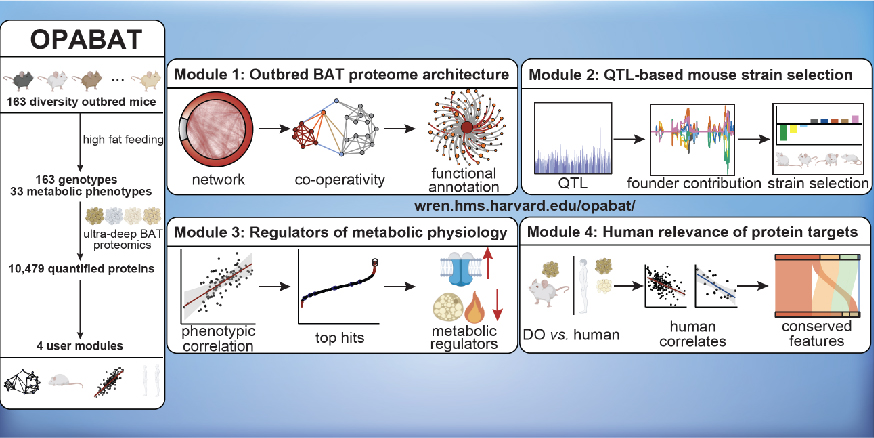 Photo of OPABAT and its 4 modules: Through analyzing brown adipose tissue (BAT) proteomes, genomes, and metabolic phenotypes in a cohort of 163 genetically defined diversity outbred mice, 4 modules were developed to define BAT regulators of metabolic physiology and to guide mouse strain selection to model metabolic phenotypes.