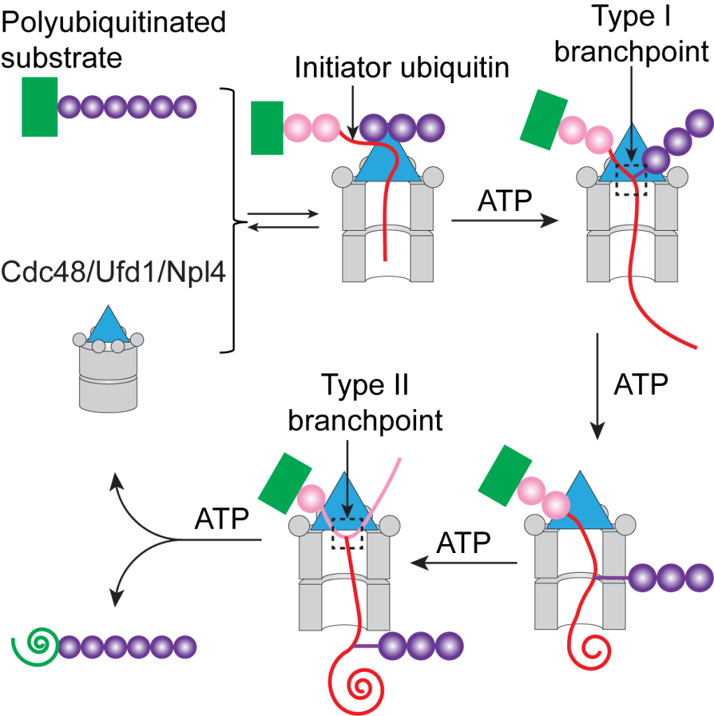 Model of how Type I and Type II Branch points of ATP in unfolding substrates